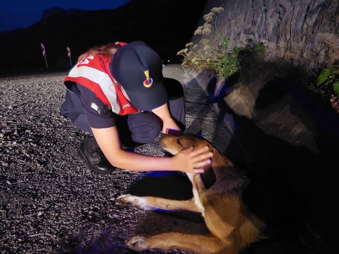 Jandarma Ekipleri Yaralı Köpek İçin Seferber Oldu