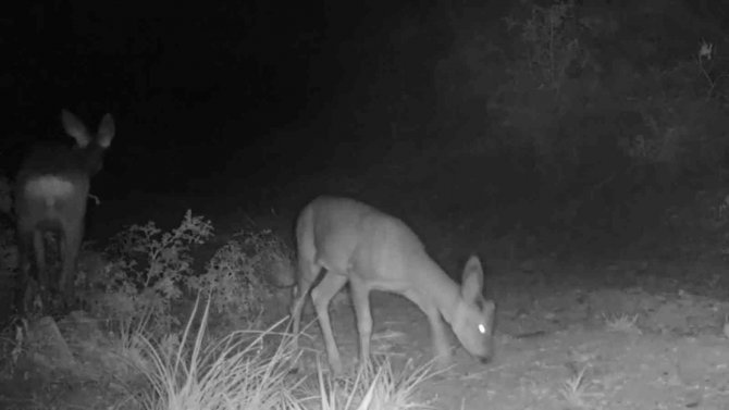 Yaban Hayatı Fotokapanlara Yansıdı