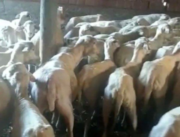 Kırklareli’ne Kaçak Getirilmiş 88 Küçükbaş Hayvan Yakalandı