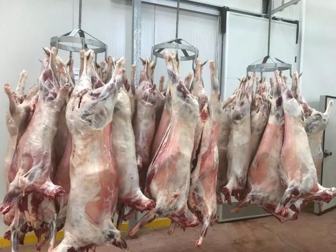 Kırklareli’ne Kaçak Getirilmiş 88 Küçükbaş Hayvan Yakalandı