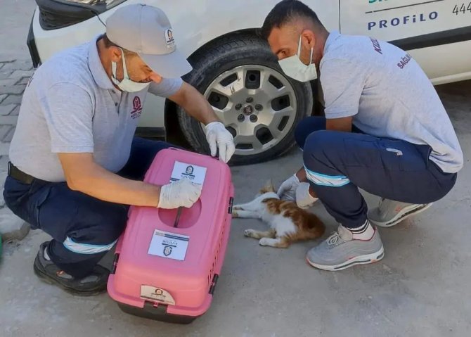 Kızıltepe’de ’Haybulans’ Sokak Hayvanlarının İmdadına Koşuyor