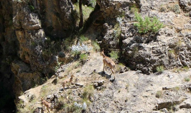 Munzur Dağlarında Dağ Keçileri Görüntülendi