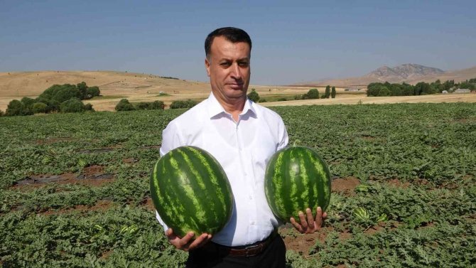 Muş’ta Yılın İlk Karpuz Hasadı Yapıldı