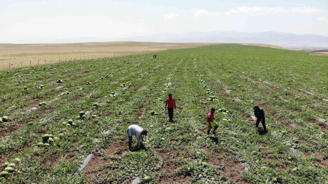 Muş’ta Yılın İlk Karpuz Hasadı Yapıldı