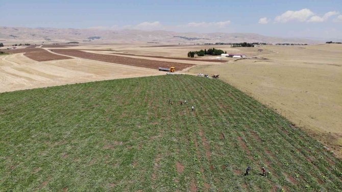 Muş’ta Yılın İlk Karpuz Hasadı Yapıldı