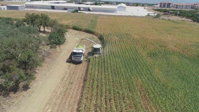 Şehzadeler’de Tarıma Kazandırılan Atıl Arazide İlk Hasat Yapıldı