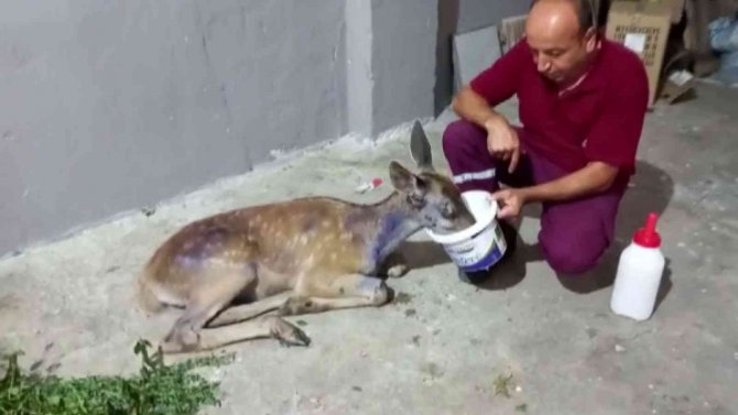 Bolu’da Aracın Çarptığı Yavru Alageyik Tedavi Edilerek Doğaya Salındı