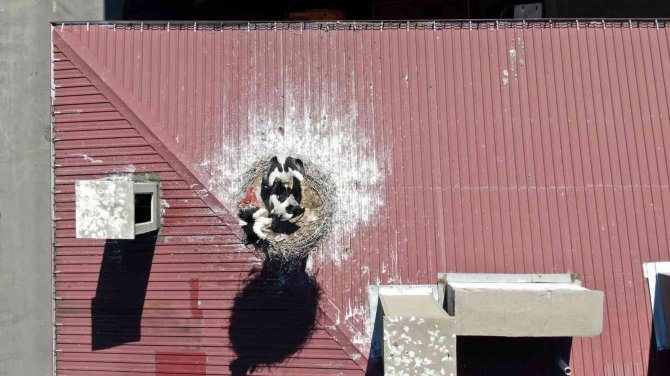 54 Yıllık Komşuluk, Leylekler Mahalle Sakini Oldu