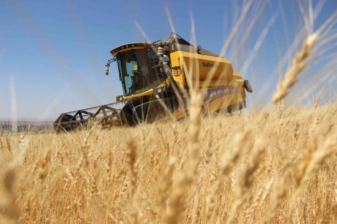 Harabede Bir Avuç Bulundu, 8 Yılda Yaklaşık 70 Tona Ulaştı