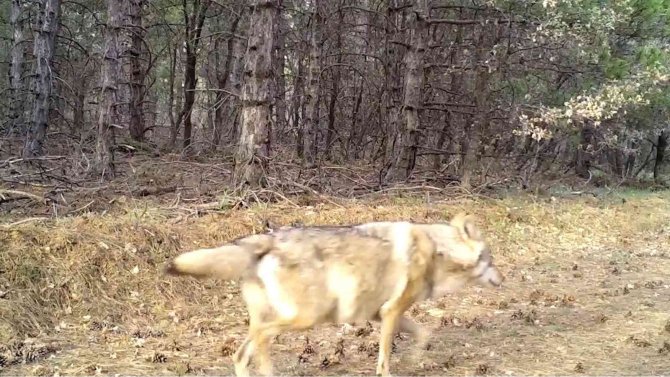 Yaban Hayatı Fotokapanlara Yansıdı