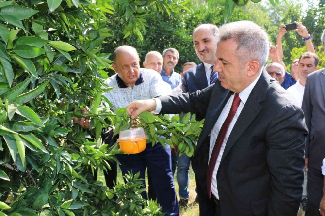 Narenciyede Sinek Alternatif Mücadeleyle Yok Edilecek