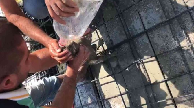 Üzerine Yanlışlıkla Beton Dökülen Yavru Kedi İşçiler Tarafından Kurtarıldı