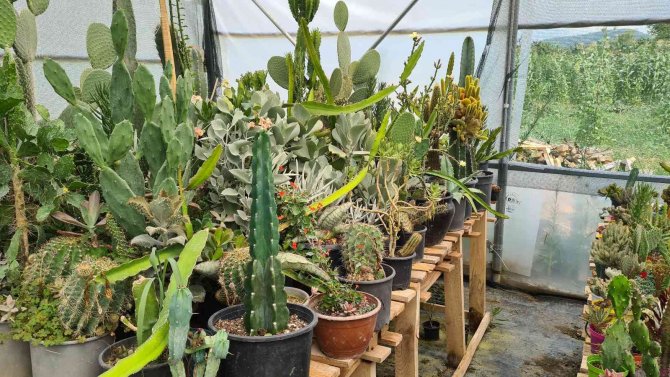 50 Kaktüsle Başladı, Şimdi Seradan Dünyaya Satış Yapıyor