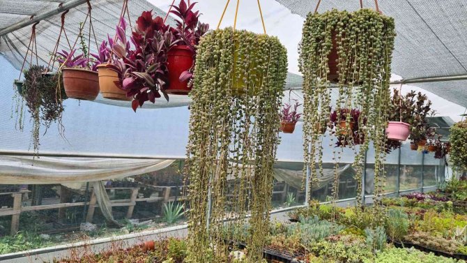 50 Kaktüsle Başladı, Şimdi Seradan Dünyaya Satış Yapıyor