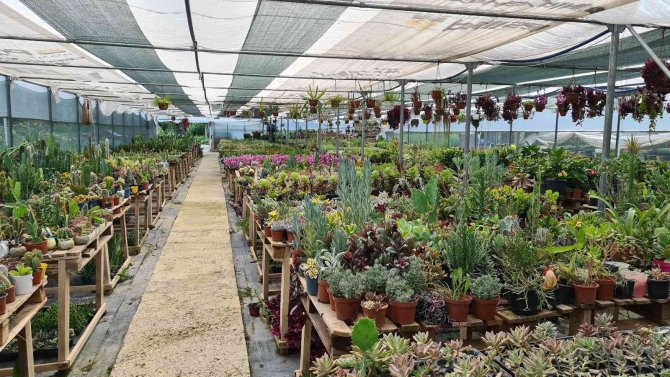 50 Kaktüsle Başladı, Şimdi Seradan Dünyaya Satış Yapıyor