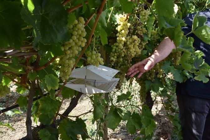 Salihli’de Örnek Proje Tarla Günü İle Kutlandı