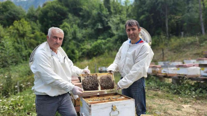Yenice Ihlamur Balı ’Tescil’ Yolunda