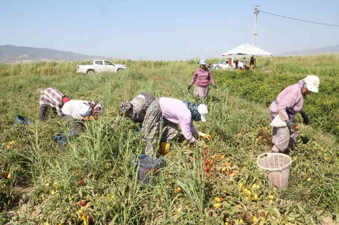 Efeler Belediyesi, İlk Mahsullerini Aldı