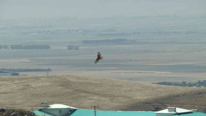 İ̇ki Şahinin Gökyüzündeki Dansı Kameralara Yansıdı