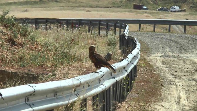 İ̇ki Şahinin Gökyüzündeki Dansı Kameralara Yansıdı
