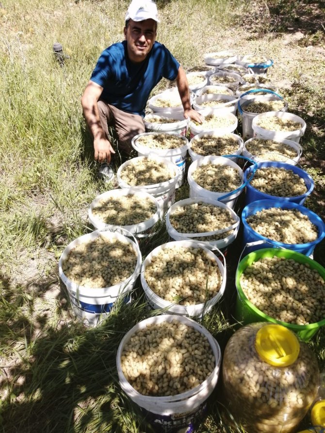 Genç Girişimcinin Ektiği Dutlar Yüz Güldürdü