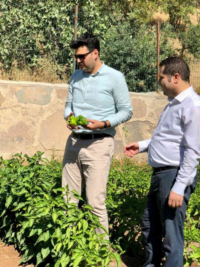 Okul Bahçesinde Organik Sebze Yetiştiriciliği