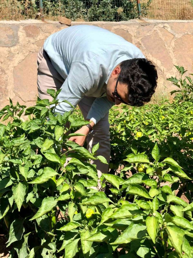 Okul Bahçesinde Organik Sebze Yetiştiriciliği