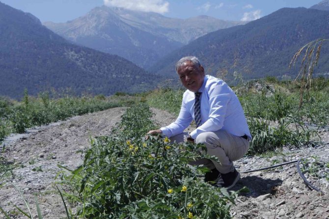 Honaz Belediyesi Kendi Yetiştirdiği Domatesleri Halka Ücretsiz Dağıttı