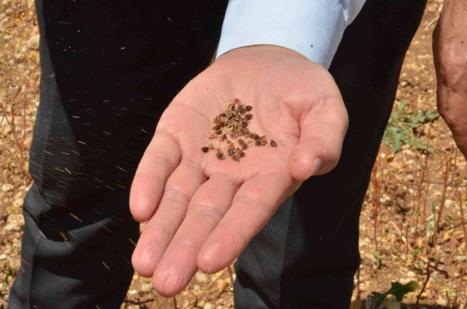 Dünyanın En İyi Balını Üretmek İçin Ekti, Çölyak Hastalarına Da Umut Oldu