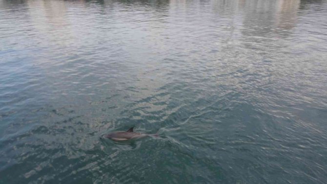 İ̇stanbul Boğazında Yunus Şöleni