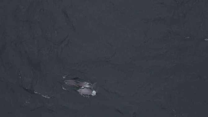 İ̇stanbul Boğazında Yunus Şöleni