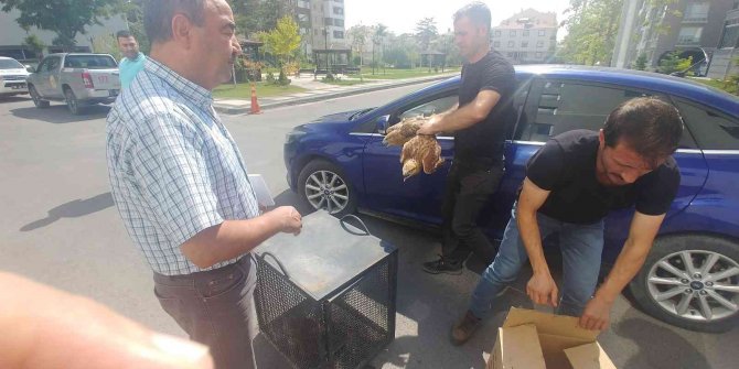 Yaralı Kartallara Yardım Eli