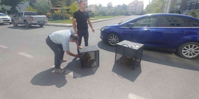 Yaralı Kartallara Yardım Eli