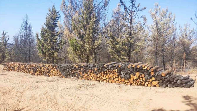 Akhisar’da Yanan Orman Alanında Fidanlar Toprakla Buluşacak