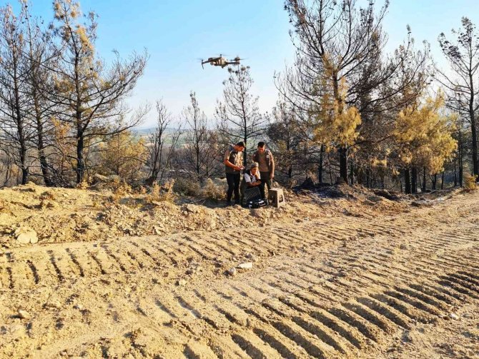 Akhisar’da Yanan Orman Alanında Fidanlar Toprakla Buluşacak