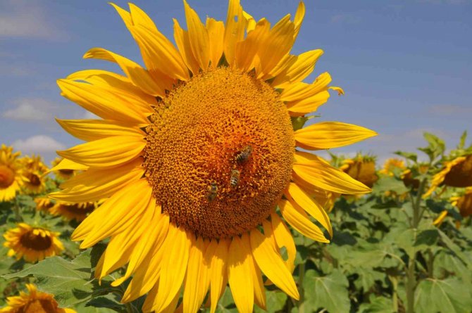 Selim’de Tarlalar ‘Ayçiçeği’ Açtı