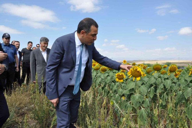 Selim’de Tarlalar ‘Ayçiçeği’ Açtı