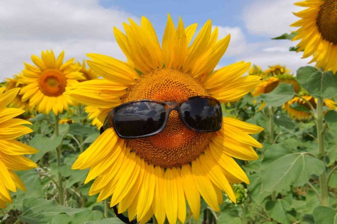 Selim’de Tarlalar ‘Ayçiçeği’ Açtı