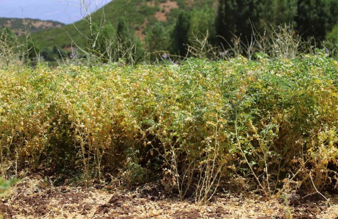 Bingöl’de Bin Dekar Alanda Nohut Tarımı Yapılıyor