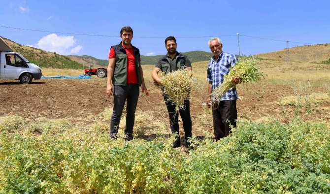 Bingöl’de Bin Dekar Alanda Nohut Tarımı Yapılıyor