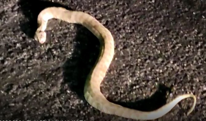 Yaralı Yılanı Görünce Aracını Durdurdu