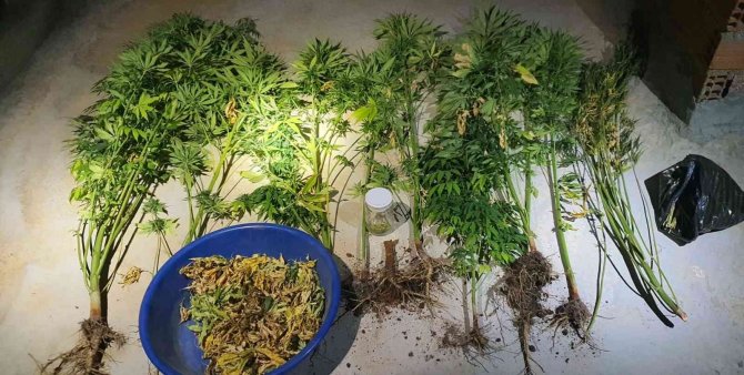 İ̇kamet Çatısında Kenevir Bitkisi Ele Geçirildi