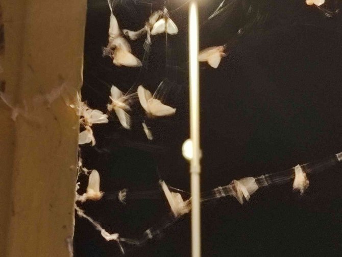 Ardahan’da Kelebeklerin "Ölüm Uçuşu" Başladı