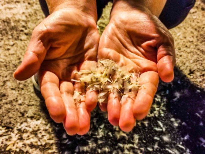 Ardahan’da Kelebeklerin "Ölüm Uçuşu" Başladı