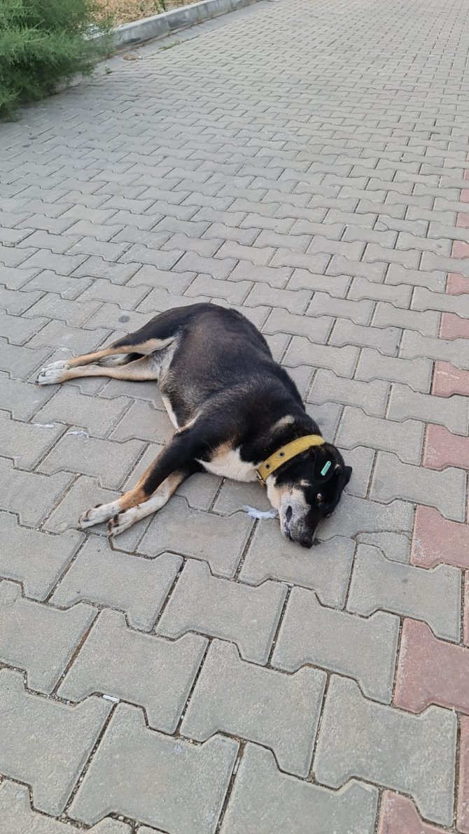 Zehirlenen Köpek, Sokak Ortasında Can Çekişerek Telef Oldu