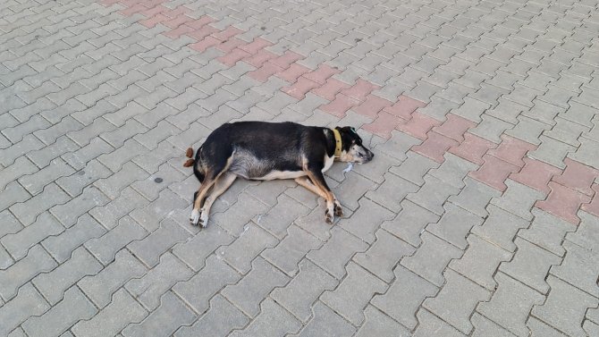 Zehirlenen Köpek, Sokak Ortasında Can Çekişerek Telef Oldu