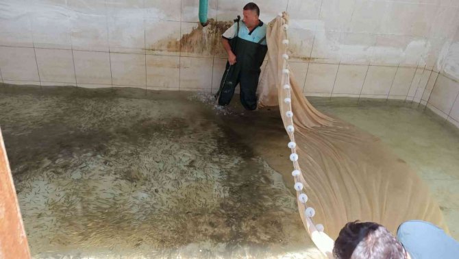 Bolu’da Üretilen Balıklar Ankara’nın Göllerine Salındı