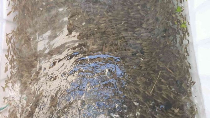 Bolu’da Üretilen Balıklar Ankara’nın Göllerine Salındı