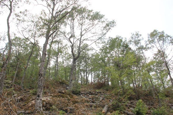 Adana Ogm Ormancılık Faaliyetlerini Yerinde İnceliyor