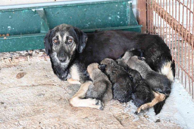 Soma’daki Sokak Hayvanı Popülasyonu Kontrol Altına Alınıyor